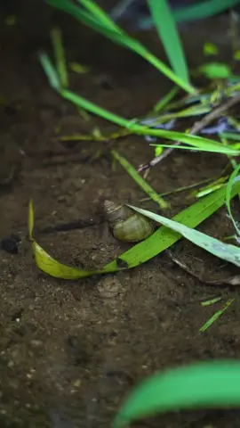 Have you ever tried the fried snails that are popular at the night snack stalls in Guangxi#handmade #tiktokfood #fyp 