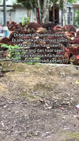 🙏🙏🙏#petanisawit #sawit #sawitontiktok #petanimuda #fypシ゚ 