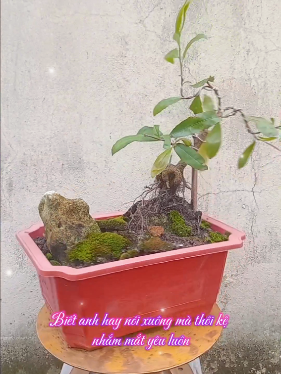 #CapCut Kệ nhắm mắt yêu luôn, chốt luôn #nhammatyeuluon #maivang #bonsaibodoi #maibonsai 