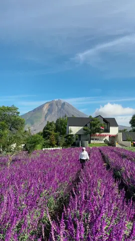 Kalau mau dapat view seperti ini, silahkan datang pagi hari ya guys! 🍃 - Private Trip? DM atau Whatsapp +6281930336617 #sinabung 