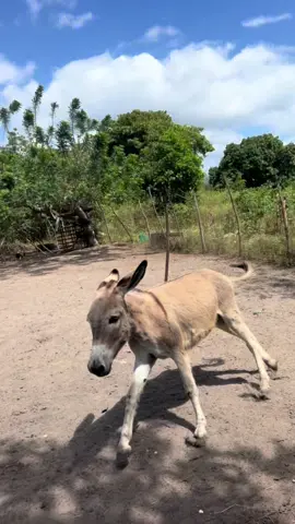 Zé picanha 🥩 tá brabo 😡 #video #viral #comedia 