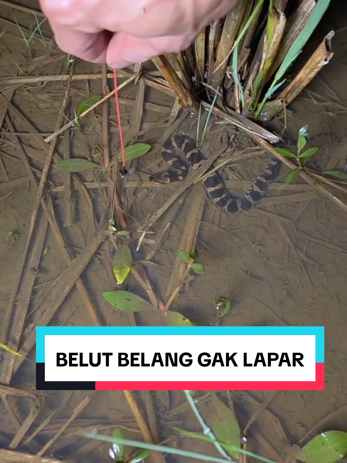 ko ada belut warnanya belang yah 😂 #belutbabon #mancing #mancingbelut #belut #hewanlangka 