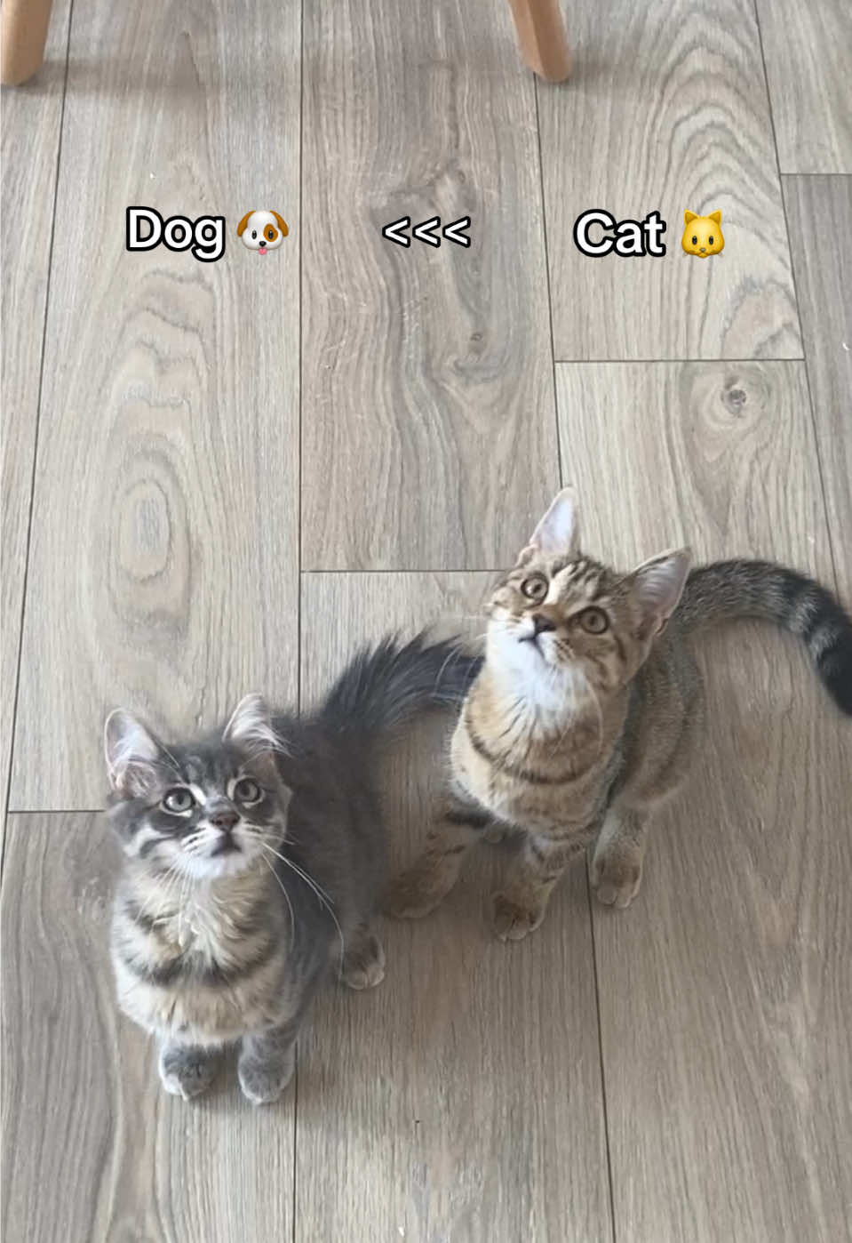 ☺️☺️ #fypp #pourtoi #kittensoftiktok #Chat #CatLover 