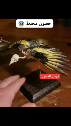 #المقنين_زين🌷🎀😂 #fyp #fypシ゚ #fypシ゚viral🖤tiktok☆♡🦋myvideo❤️ #viralvideostiktoks 
