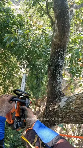Ruang bebas. gass full😁 #chainsawman #treeservice #treework #jasatebangpohonponorogo #ponorogo24jam #arborist #chainsaw 