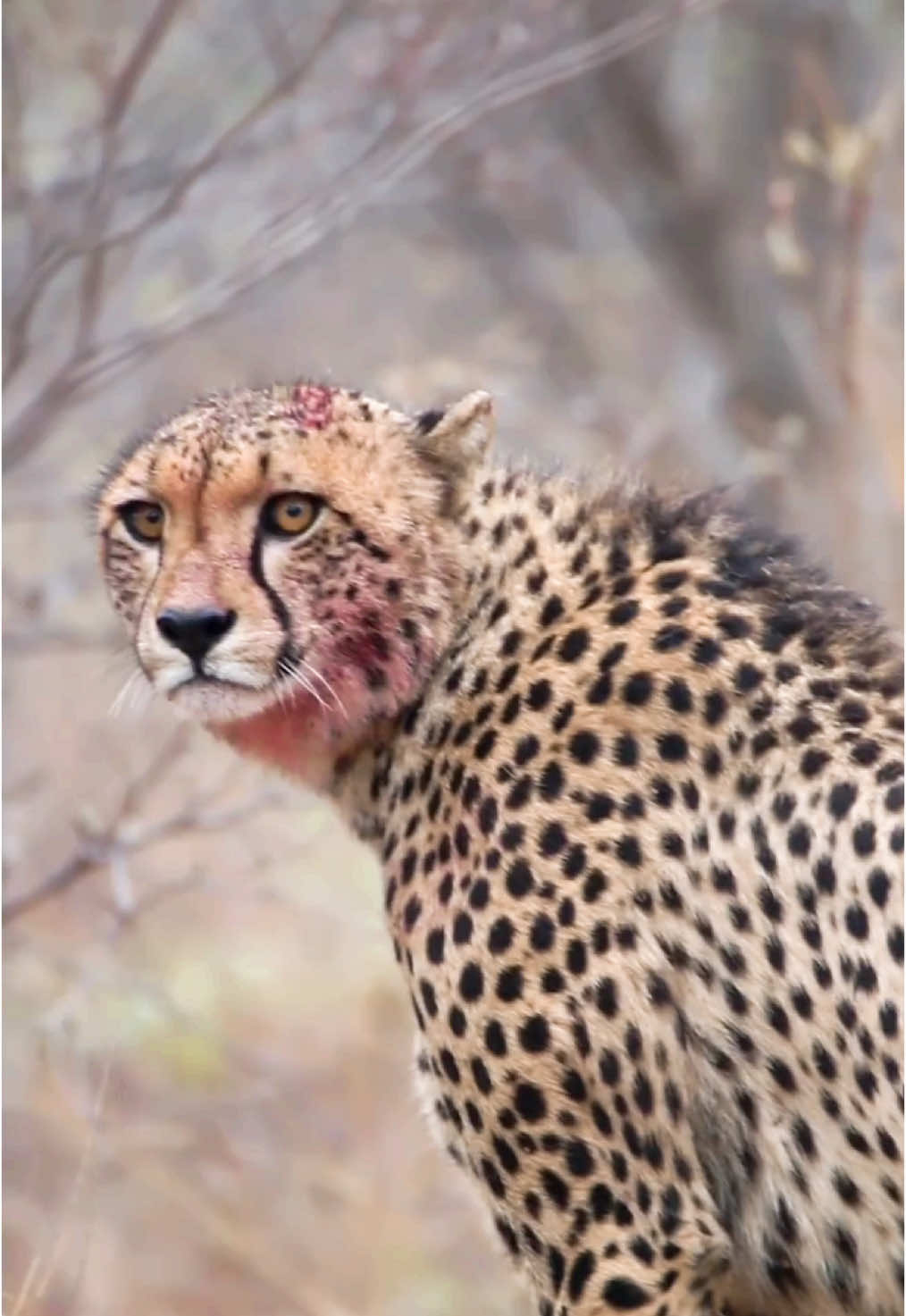 Two cheetah brothers suddenly freeze in their tracks after calmly strolling and playing moments earlier. Something unseen had clearly startled them, causing an abrupt shift in their behaviour. Their posture became tense and alert as they growled deeply toward a nearby thicket. Whatever was hiding there seemed dangerous enough to eventually make them turn and flee. Footage credit to @Chad🐾 - Wildlife photographer - follow Chad for more amazing wildlife content! #cheetah #bigcats #catlovers #safari #georginamayjudd     