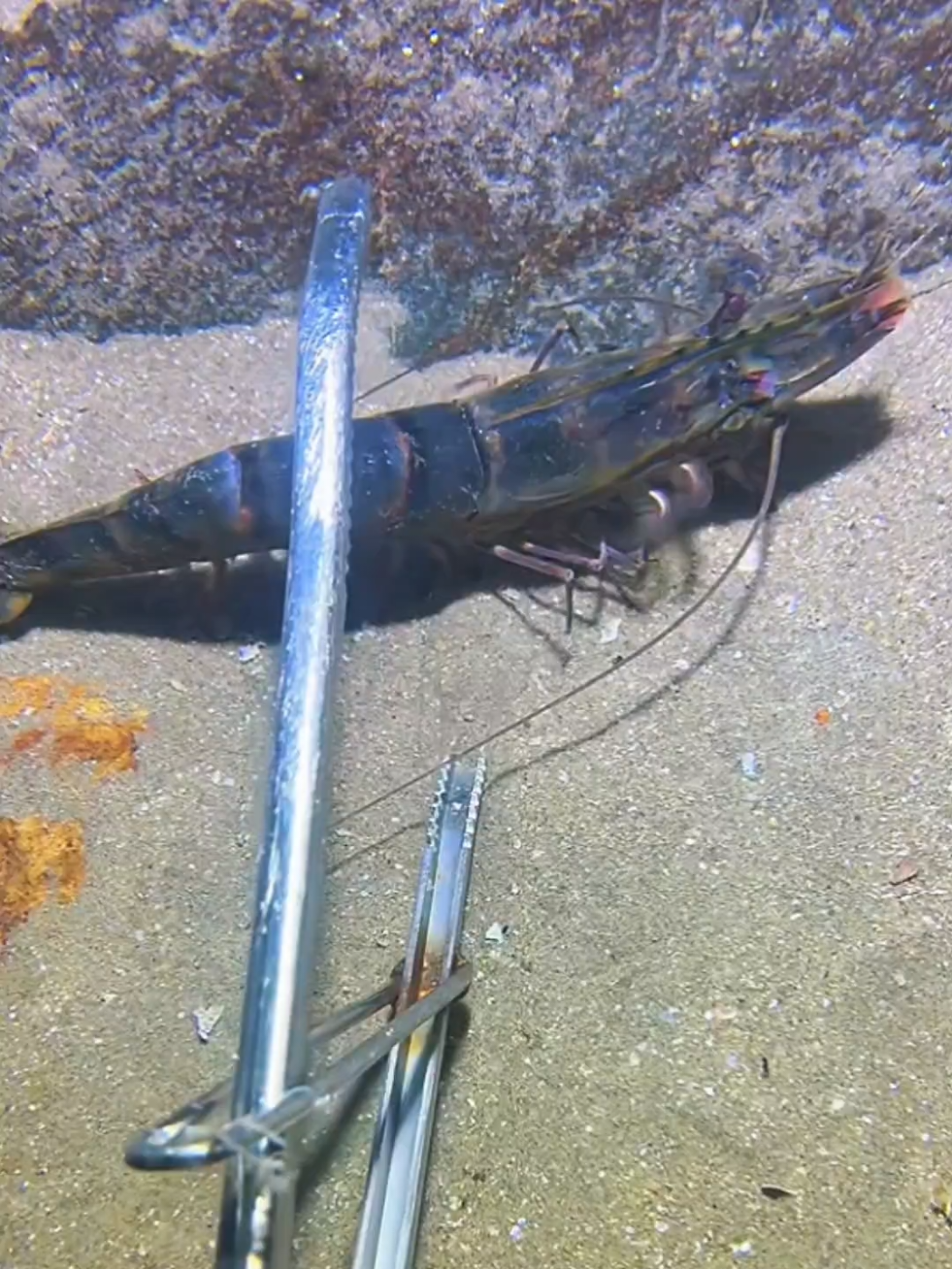 #diving #crab #catchthesea #seaside #seafood 