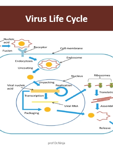 UNIT 2 | Lecture-2(B) Anti-Viral Medication 💊 @dr.ninjao