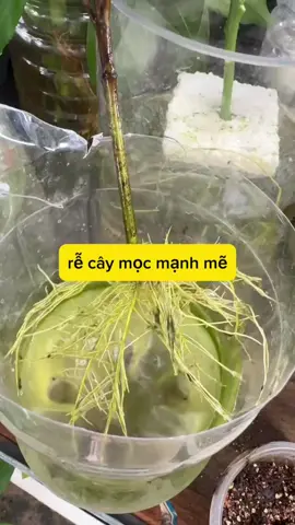 Mẹo hay chăm sóc cây #garden #lamnongopho #lamvuon #trongcay 