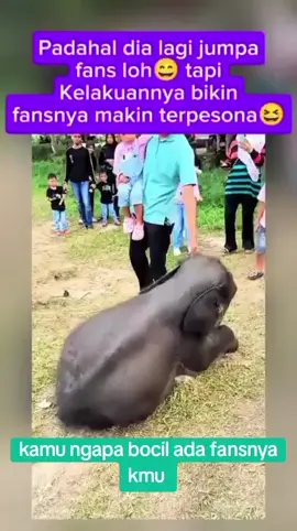 #hewanlucu #gajahlucu #viral #foryou #followme 