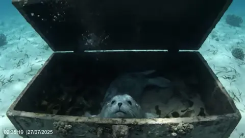 Interesting footage captured by camera.#dog #camera #fpy #us #cat 