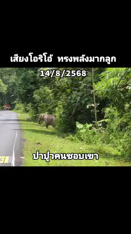 #เพจปาปูวคนชอบเขา #ช้างป่า #ช้างป่าเขาใหญ่ #อุทยานแห่งชาติเขาใหญ่ 