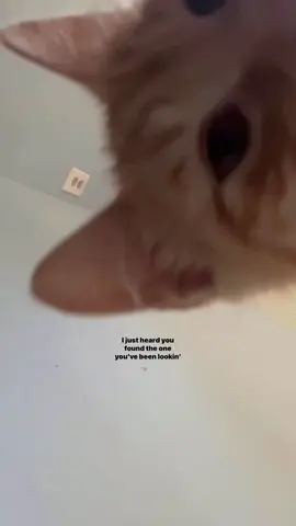 #lyrics 
