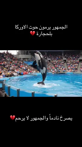 حوت الاوركا الغدار #الشعب_الصيني_ماله_حل😂😂 #الذكاء_الاصطناعي #ترندات_تيك_توك #العراق #ai 