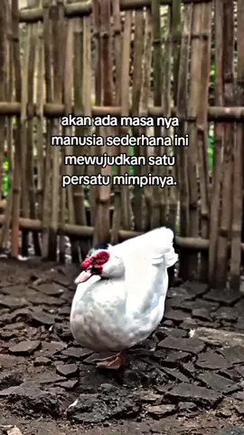 #promomakanmerdeka #peternakindonesia #entokkontes #peternakentok #entokjumbo 