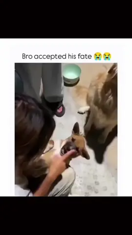 Funny and cute dogs compilation 🤣… #funnydog #funnypet #cutedog #dogsoftiktok #doglover #dog 