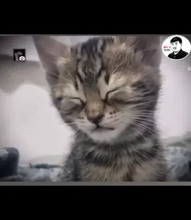 Tôi mỗi buổi sáng #cọt #hàt #hàtvlog #dog #cat 
