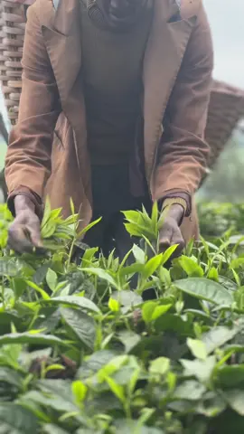 Maramba Tea Farm ☕️🌿🌱 #tea #picnic #kenyantiktok🇰🇪 #fyp  #nairobitiktokers  