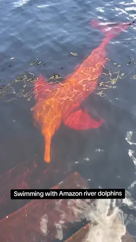 Fun fact: their blow hole air breath smells like stinky fish 😆These are pink river dolphins (botos) in the Rio Negro, in Amazonas Brazil. (These are completely free dolphins, not in captivity) Follow along for more adventures in the Amazon rainforest 😊 #dolphin #animal #wildlife #nature #amazonrainforest 