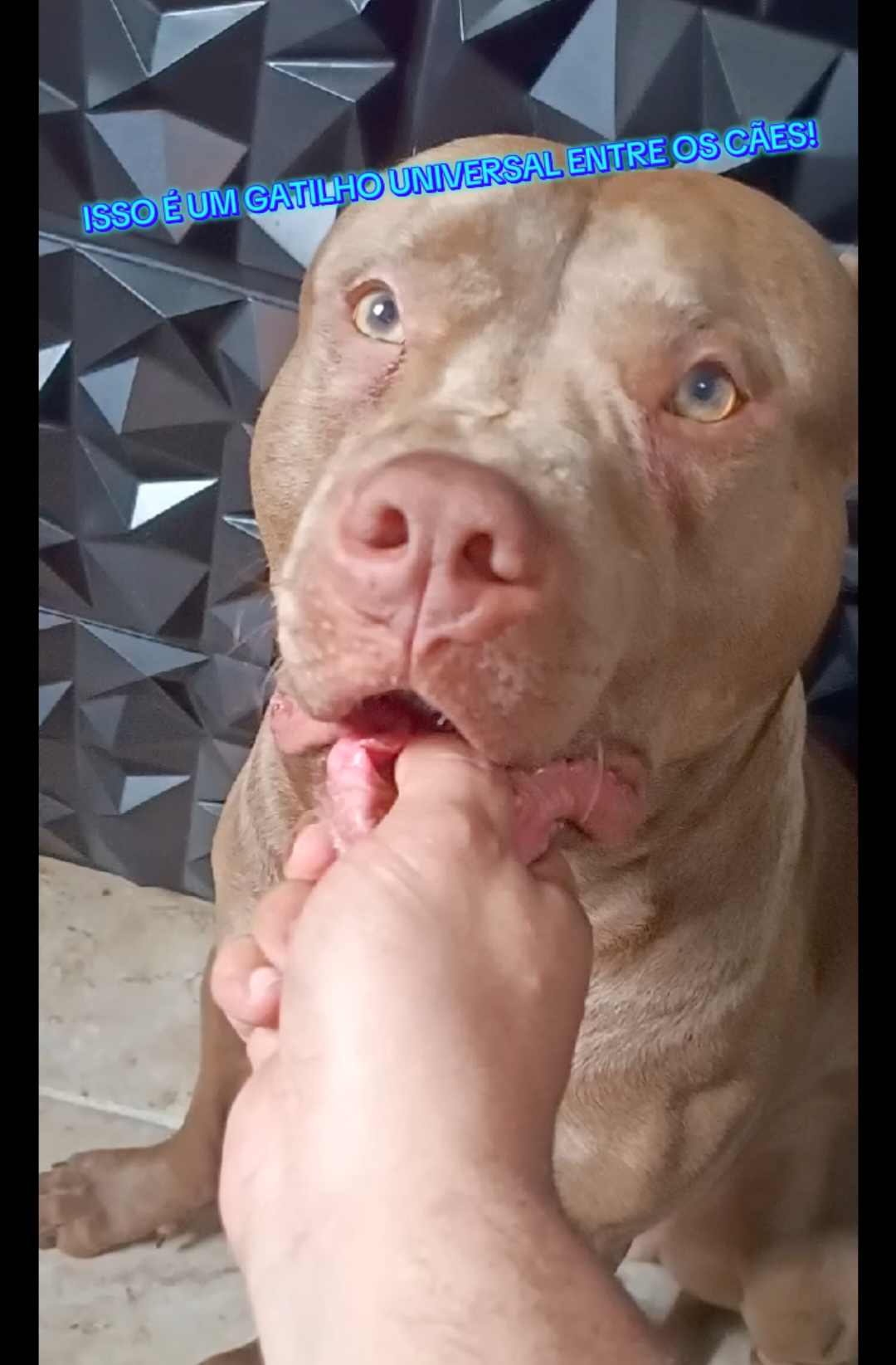 MORDIDA DOS FILHOTES , COMO ACABAR COM ISSO ?  TESTA AI E ME DIZ 🔥 #pitbull #pitmonster #americanbully #fyp #foryou 