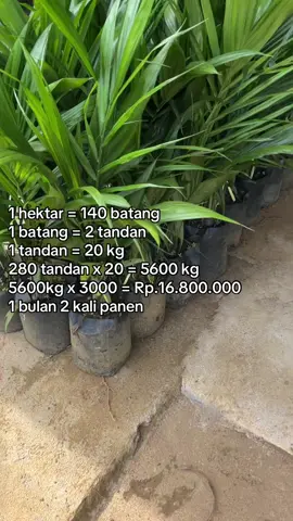 Enak kali itung”an nya🤣#fyp #sawitjambi #ppksdumpy 