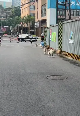 腿瘸成这样了，你干甚去了😂 #狗狗 #汪星人 #汪汪隊 #哈哈哈 