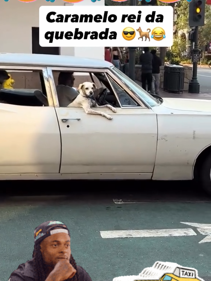 #dogloverforever  #perrosgraciosos  #taxista  #entretenimientoparati  #humor 