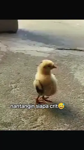 gaya nya😀😃 aku ngikik sendiri baca bermacam2 komenan nya yang aneka ria safari😄😝😝😅🙏🙏