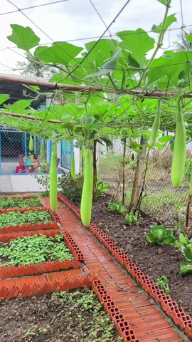Bầu xưa nhà em đây ạ #caitaodattrongrau #danbau #cuocsongthuongngay #rausachnhatrong🌱 