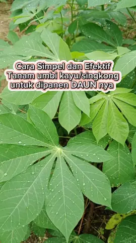 Cara mudah dan efektif tanam umbi kayu/singkong untuk diambil daunnya 🍀 #berkebun #tipsberkebun #petanimuda 