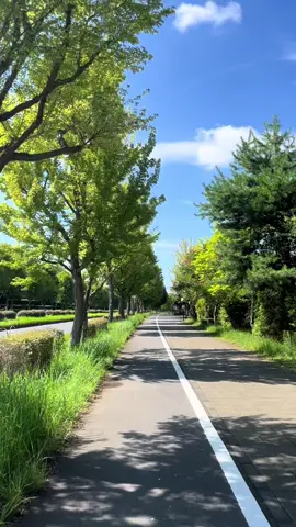 To be updated saat berubah jadi kuning merah pas musim autumn 2 bulan lagiii 🍁#fyp #japan 