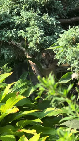প্রজাপতি হইতাম যদি 🇨🇦