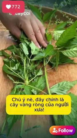 Khám Phá Những Loại Cây Độc Lạ Cho Vườn Nhà  #TrồngCâyXanh #YêuCâyCối #CâyĐộcLạ #VườnNhàXinh #SốngXanh #KhámPháThựcVật #MẹoHữuÍch #DễThươngTrongVườn #TrồngCâyThúVị