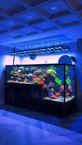 Check out this saltwater drop off aquarium! 🪸 What do you think? 💭 A huge thank you to Andrew from Polo Reef for inviting me into his home to check out this one of a kind aquarium! #aquarium #fishtank #reeftank #saltwateraquarium #saltwatertank 