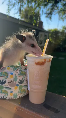He needs his morning coffee before a long day of work ☕️ #jamesontheopossum #opossumsoftiktok #opossumlove #PetsOfTikTok #animalsoftiktok #animallover #animalrescue #opossum 