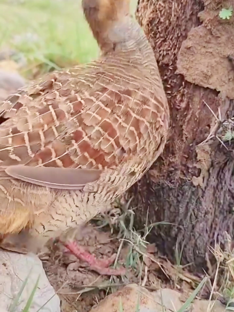 Wonderful sounds of animals #amazinganimals #nature #animalsworld #tiktokshop 