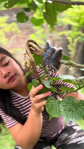 Batang muda Hibiscus tiliaceus memang belum keras, tapi sudah bisa dibelah. Justru di usia mudanya, ia lebih mudah diarahkan dan ditumbuhkan. 🌱💚 Dalam hidup pun begitu, lebih baik belajar dan dibentuk sejak muda, daripada keras kepala saat sudah tua. #Bonsai #BonsaiDaily  #ZenGarden #HandWork