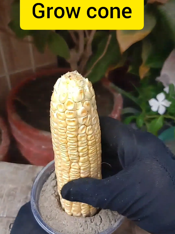 How to grow cone | #100k #foru #f #viralvideos #fyp 