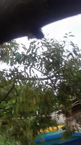 musim ini cuma dpt bunga harapan kemarau nya kemarau basah 