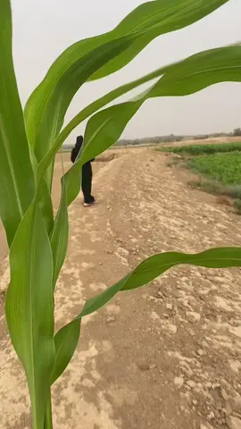 💃