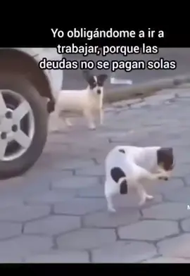 #humor 
