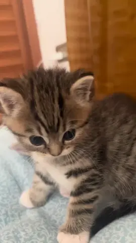 Two cuties.😁#cute #kitten #cats #pets 