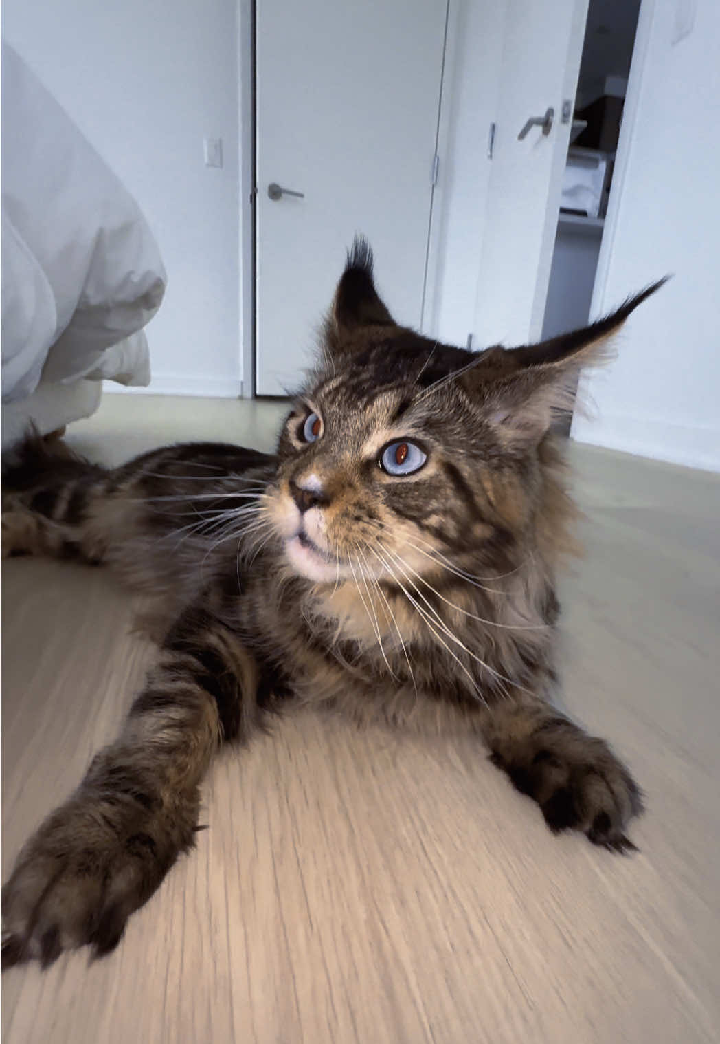 Out here doing my own spiel #cat #catsoftiktok 