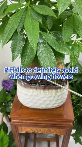 Pitfalls to definitely avoid when growing flowers. #garden #gardening #gardening101 #gardenplants #gardentok #gardeningtips #gardeninghacks #plant #plants #planting #PlantTok #plantlover #plantcare #planttips #plantcaretips #planttiktok #houseplants #indoorplants #homegarden 