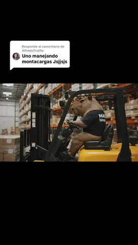 Respuesta a @AlfredoTrujillo #forklift #forkliftoperator #forkliftdriver #capibara #pyf 🤣🫡🙌🏻💪🏻