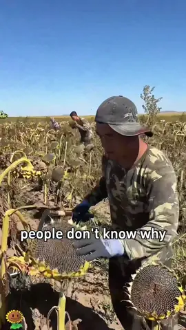 99% of people don’t know why farmers fix sunflower heads back onto the stalks after harvest.#usa #tiktok #fouyou #fyp 