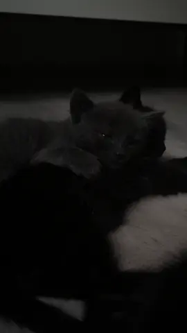 just sleeping… #foryou #fyp #catsoftiktok #kitten #cutecat 