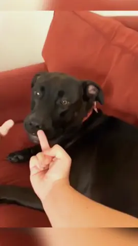 Try not to laugh when you watch 😂😂😂 #funny #dog #animals #funnyvideos #cat 