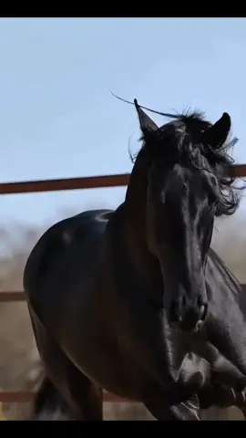 #tiktoktop #loveyou #chevaux #pferde #animalsoftiktok 