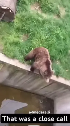 He’s bouta jump #bear #fyp #foryou #jump #funny 